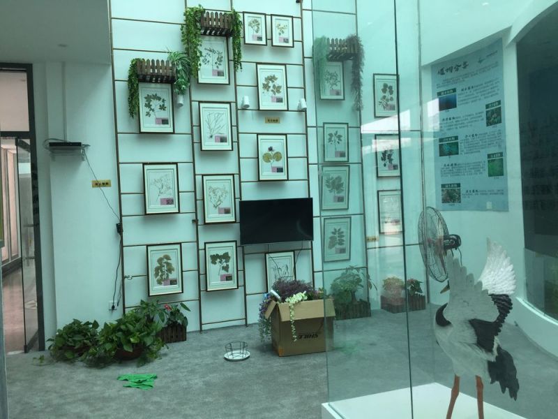 生態標本館-蠟葉標本